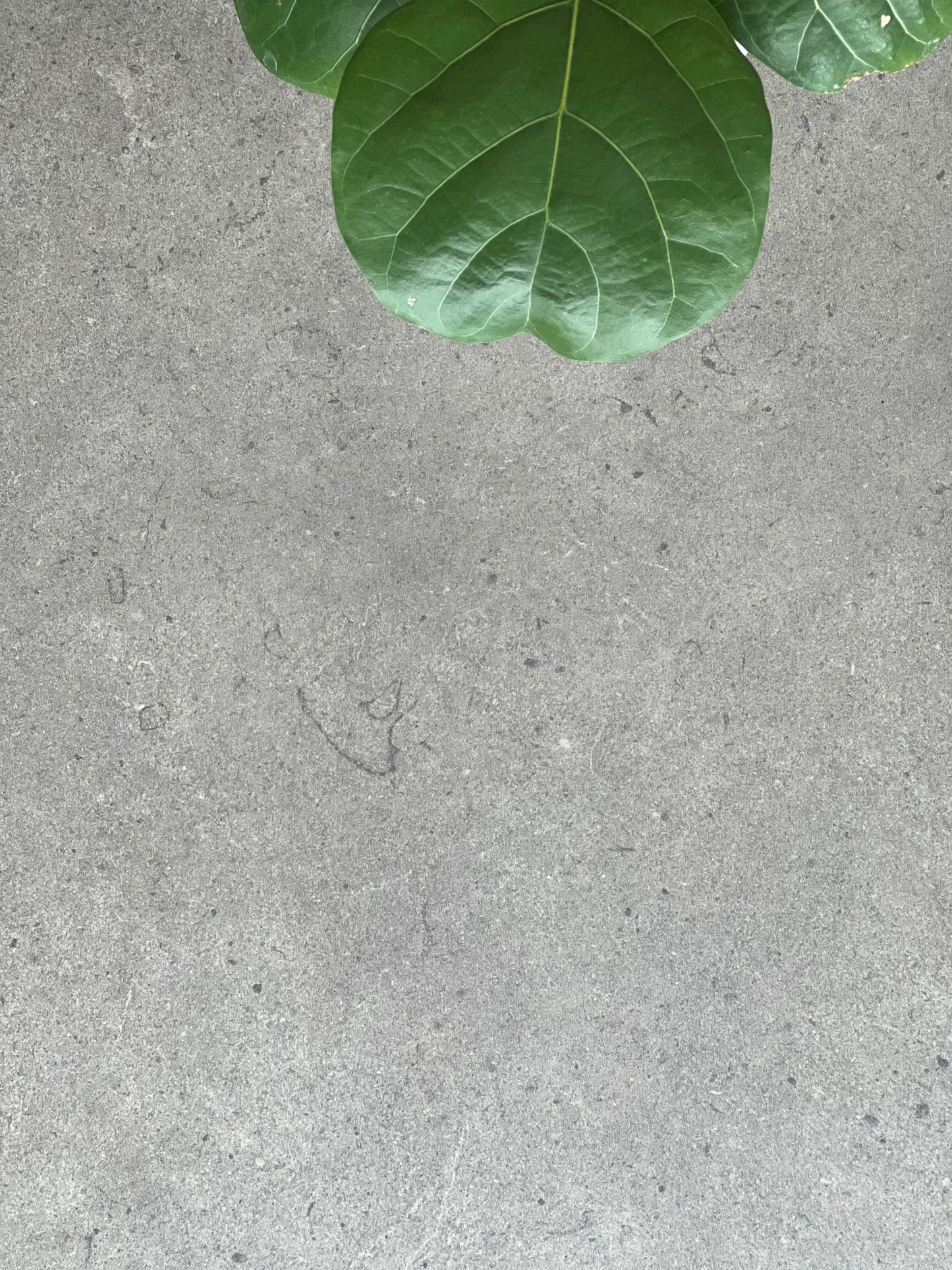 450X900 STAR B45903P MOKA LAPPATO