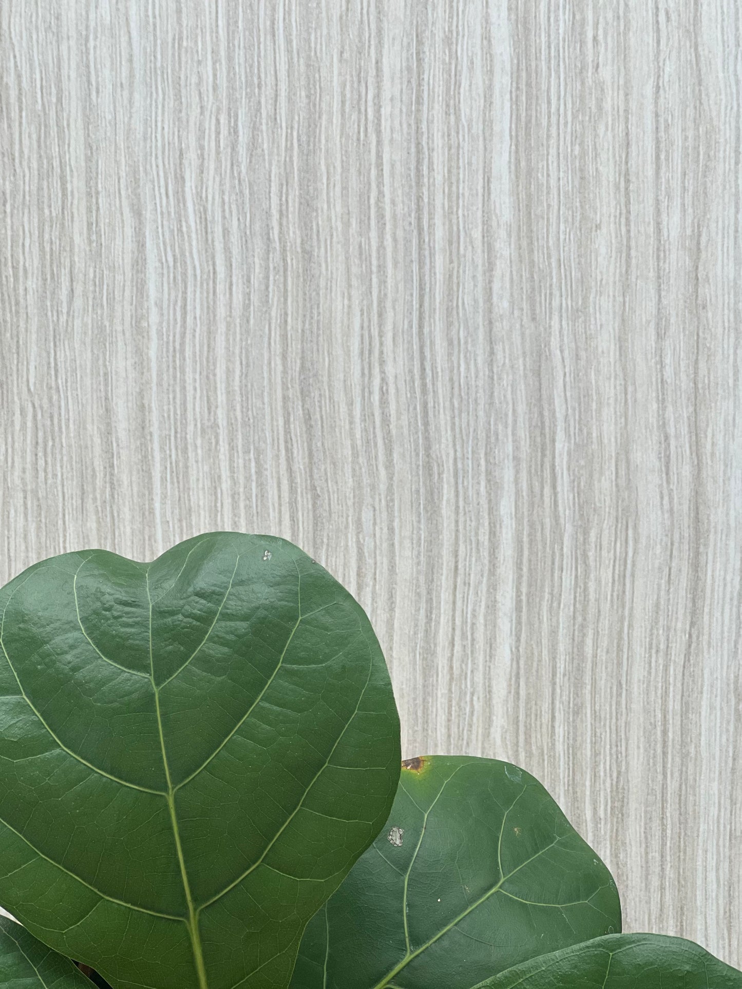 500x1000 AVENUE IVORY  LAPP