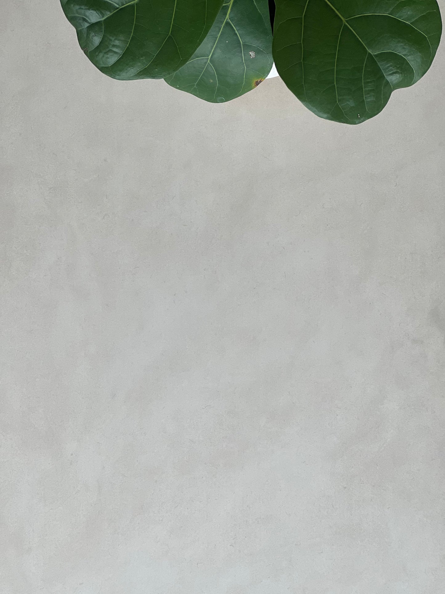 450X900 FORUM ALMOND