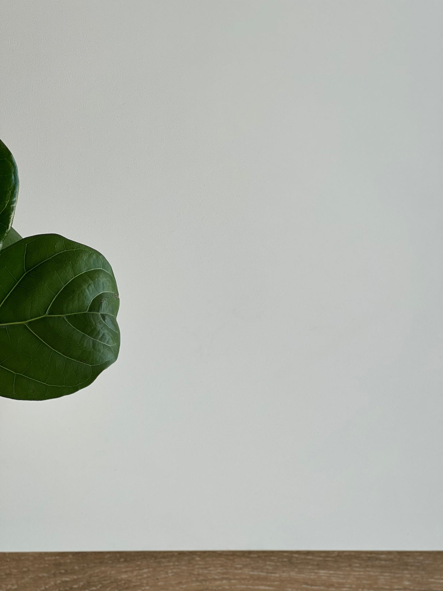 600X600 MUSL052 WHITE LAPPATO