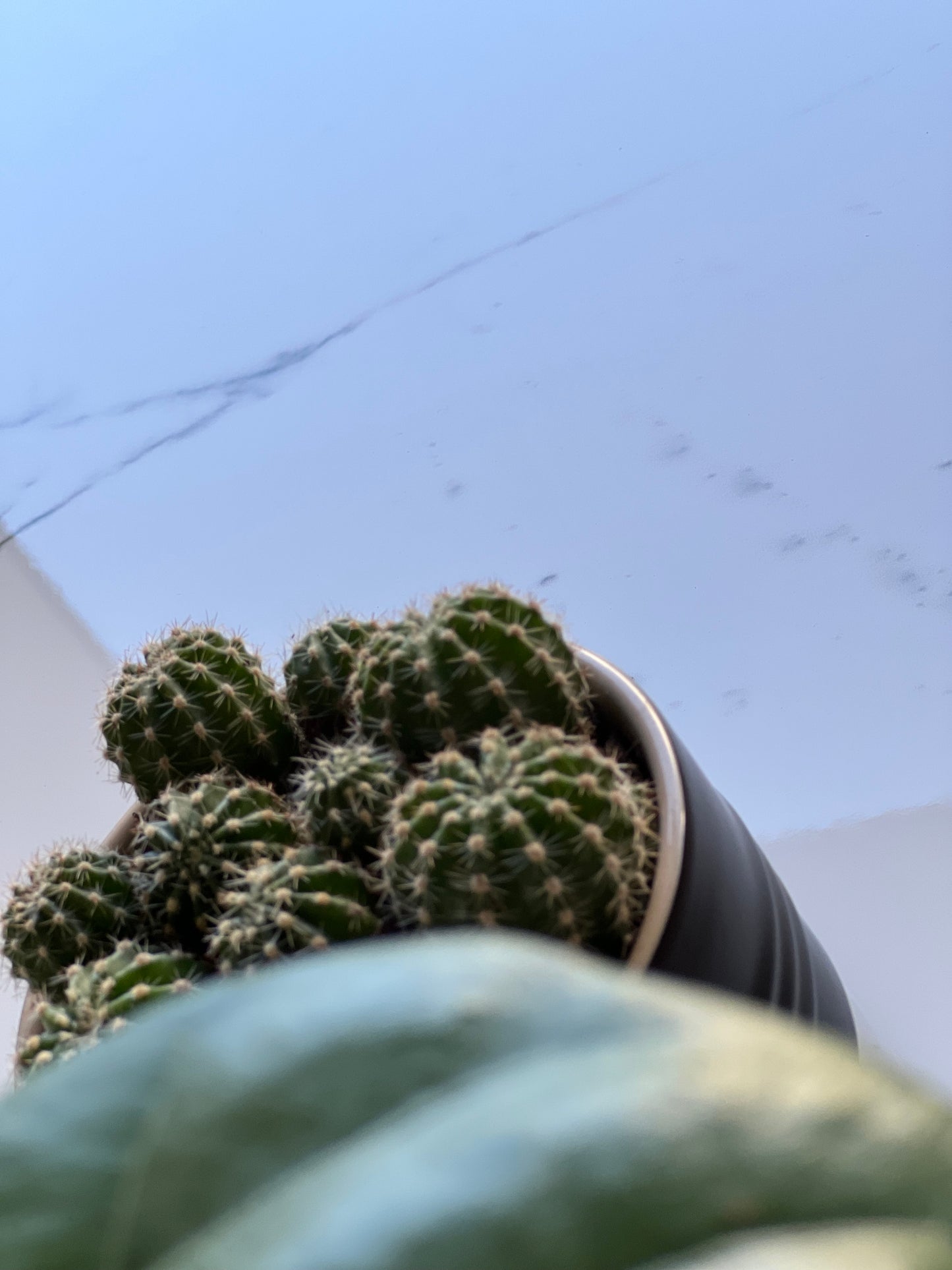 300X600 D'CALABRIA ARABESCATO