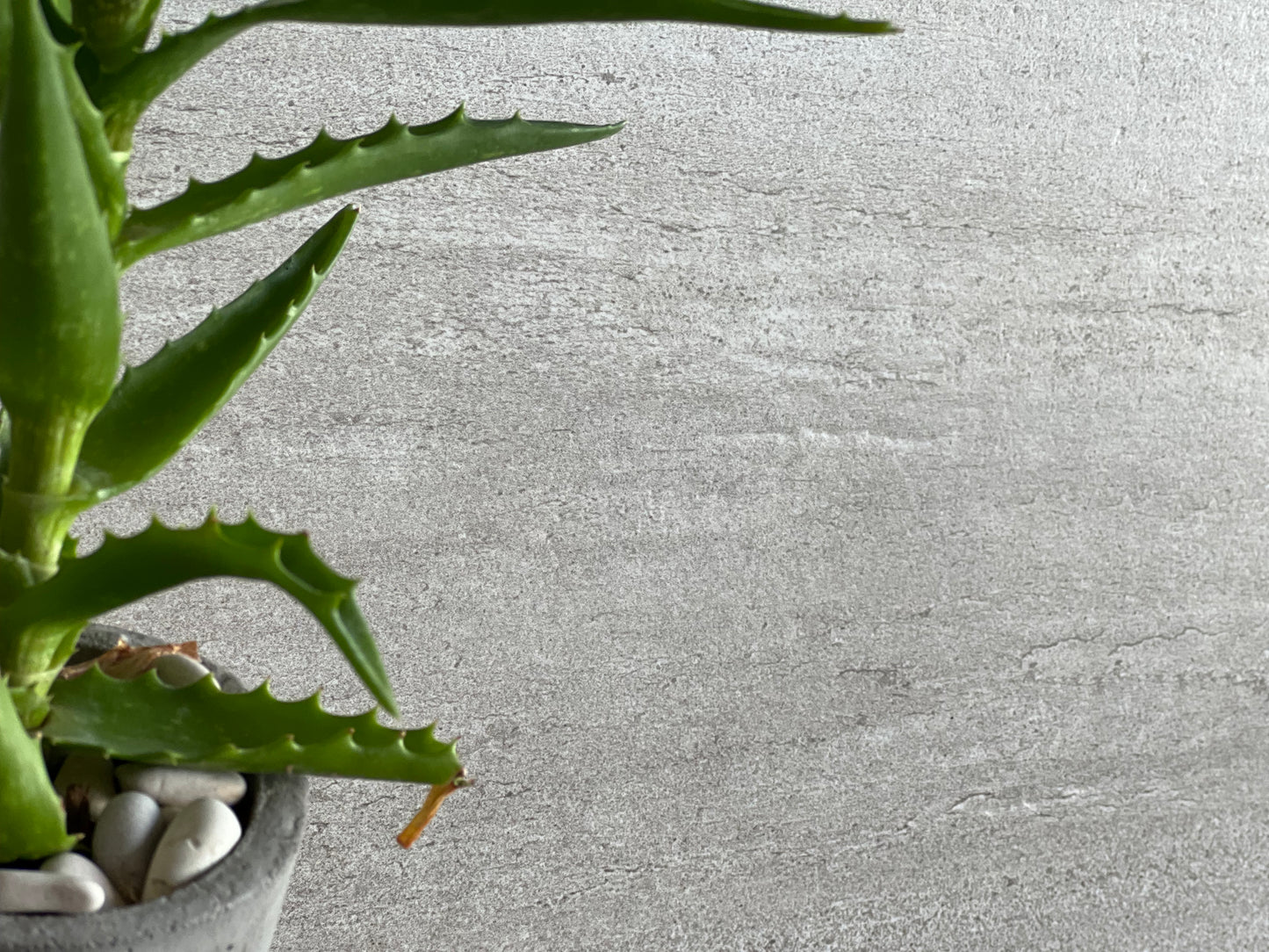 600x1200 D'HAVANA LIGHT