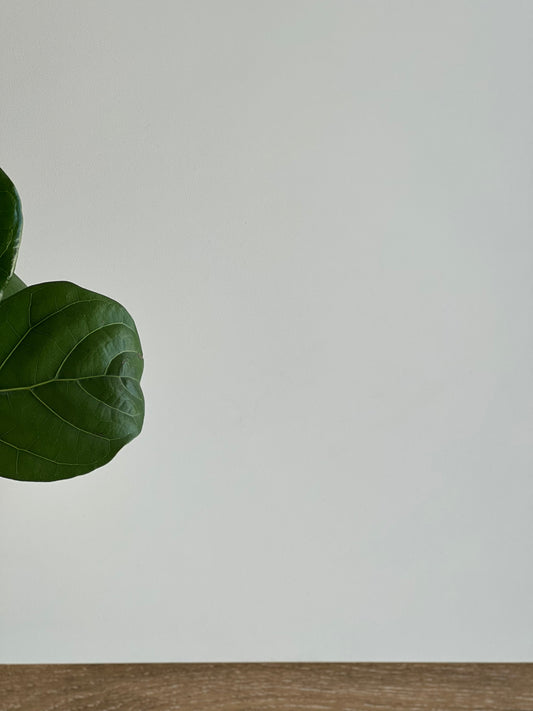 600X600 MUSL052 WHITE LAPPATO