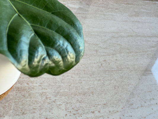 300x600 W63428R D'CATANIA SAND RET